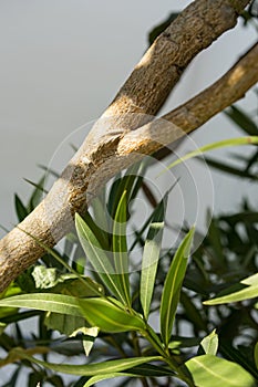 Tropical leaves and branch of eriobotrya japonica mespel plant