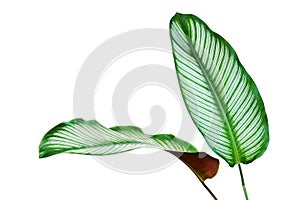 Tropical Leaves of Calathea majestica, Calathea Plant Isolated on White Background