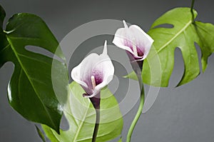 Tropical leaves, calla flowers against grey background.Tropical garden