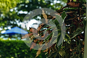 Tropical Leaves in a camp Blue tent Tourist Natural Background