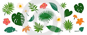 Tropical leaves. Cartoon jungle exotic palm plants and flowers. Banana, philodendron, plumeria, monstera leaf isolated