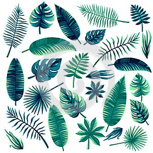 Tropical Leaves Collection on isolate vector. Beautiful Set.