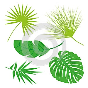 Tropical Leaves Collection, isolate vector. Set