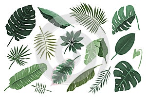 Tropical leaves collection, monstera plant branch and fan palm leaf, various hand drawn exotic foliage illustration