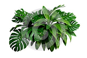 Tropical leaves, dark green foliage in jungle, nature background