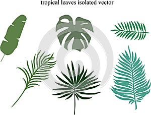 Tropical leaves design elements.