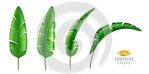 Tropical leaves in different positions 3d set