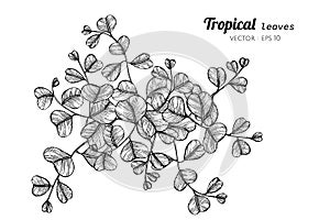 Tropical leaves drawing illustration. for pattern, logo, invitation and greeting card design.