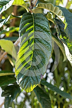 Tropical leaves of eriobotrya japonica mespel plant