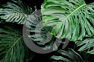 Tropical leaves exotic floral pattern of split leaf philodendron