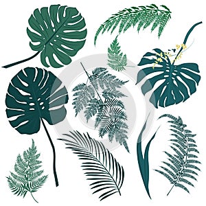 Tropical leaves, and fern elements on white background.