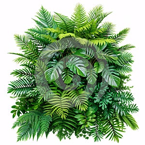 tropical leaves and Fern plant hedge isolated on white background with full depth of field and deep focus fusion