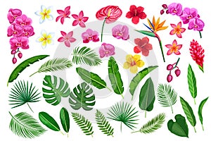 Tropical leaves and flowers