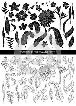 Tropical leaves and flowers silhouette and line big set. Isolated on white background