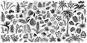 Tropical leaves and flowers, vector line and silhouette sketches. Big collection of exotical flora.