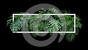 Tropical leaves foliage jungle plant bush nature backdrop with w