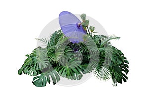 Tropical leaves foliage plant bush with decorative violet umbrella floral arrangement nature backdrop isolated on white