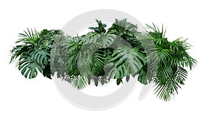 Tropicale foglie foglie pianta disposizione natura sfondo isolato su sfondo bianco tracciato di ritaglio incluso 