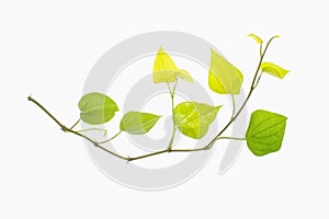 Tropical leaves foliage plant bush floral arrangement nature backdrop isolated on white background, clipping path included.