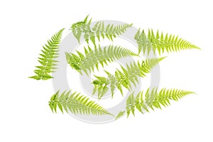 Tropical leaves foliage plant bush floral arrangement nature backdrop isolated on white background, clipping path included.