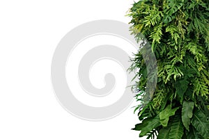 Tropical leaves foliage plant bush, vertical green wall nature backdrop on white background with clipping path