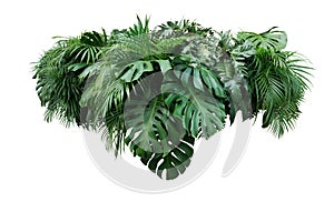 Tropical leaves foliage plant jungle bush floral arrangement nat