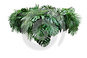 Tropický listy listy rostlina džungle uspořádání 