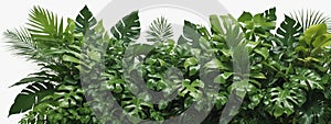 Tropical leaves foliage plant jungle bush floral arrangement nature backdrop isolated on white background, clipping path included.