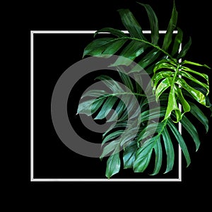 Tropical leaves foliage rainforest plant bush of native Monstera Epipremnum pinnatum green nature backdrop with light gray frame