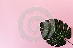 Tropical leaves. Green Monstera leaf on pink background. Copy space, falt lay top view