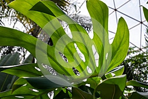 Tropical leaves in a greenhouse with bokeh background