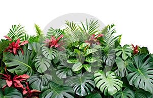tropical leaves isolated on white background .
