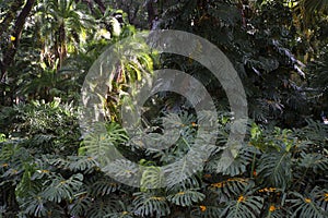 Tropical leaves in the jungle background. Rainforest with plants and amazing sunshine in the morning jungle