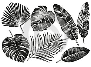 Tropical leaves, Jungle botanical floral elements. Palm leaves, hand drawn vector illustration realistic sketch isolated