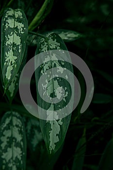 Tropical leaves in a jungle, dark and moody shot