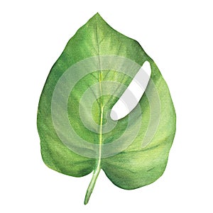 Tropical leaves jungle house plant, Philodendron leaf exotic foliage Watercolor painted illustration