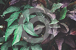 Tropical leaves, leaf background