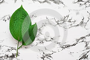 Tropical leaves on marble background. Minimal nature concept. Flat lay.