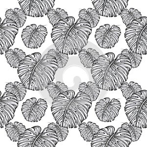 Tropical leaves monstera doodles illustration White background