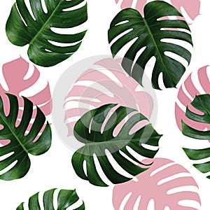 Tropical leaves monstera,green leaf with pink shadow on white background.Monstera seamless pattern colorful illustration pink leaf