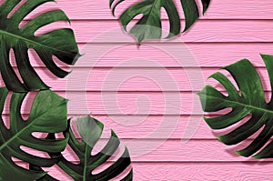 Tropical leaves monstera,green leaf with shadow on pink color synthetic wooden plank texture background.Flat lay,top view minimal