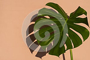 Tropical leaves Monstera on light pink background. Minimal summer tropical background