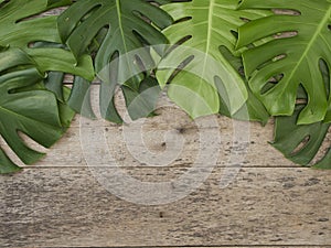 Tropical leaves Monstera on old wooden background