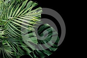 Tropical leaves Monstera philodendron, fern and palm leaves ornamental foliage plants flora arrangement nature backdrop on black