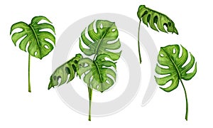 Tropical leaves of Monstera. Set of watercolor cliparts. Realistic botanical illustration. Design elements