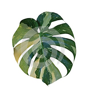 Tropical leaves monstera variegated leaf isolated on white