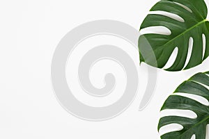 Tropical leaves Monstera on white background. Flat lay, top view