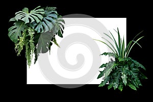 Tropical leaves nature border, foliage plant bush Monstera, fer