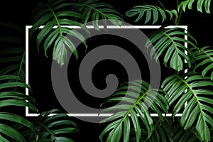 Tropical leaves nature frame layout of dark green leaf native Monstera the forest plant with white frame on black background