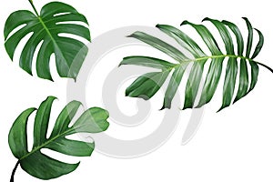 Tropical leaves nature frame layout of Monstera and split-leaf p